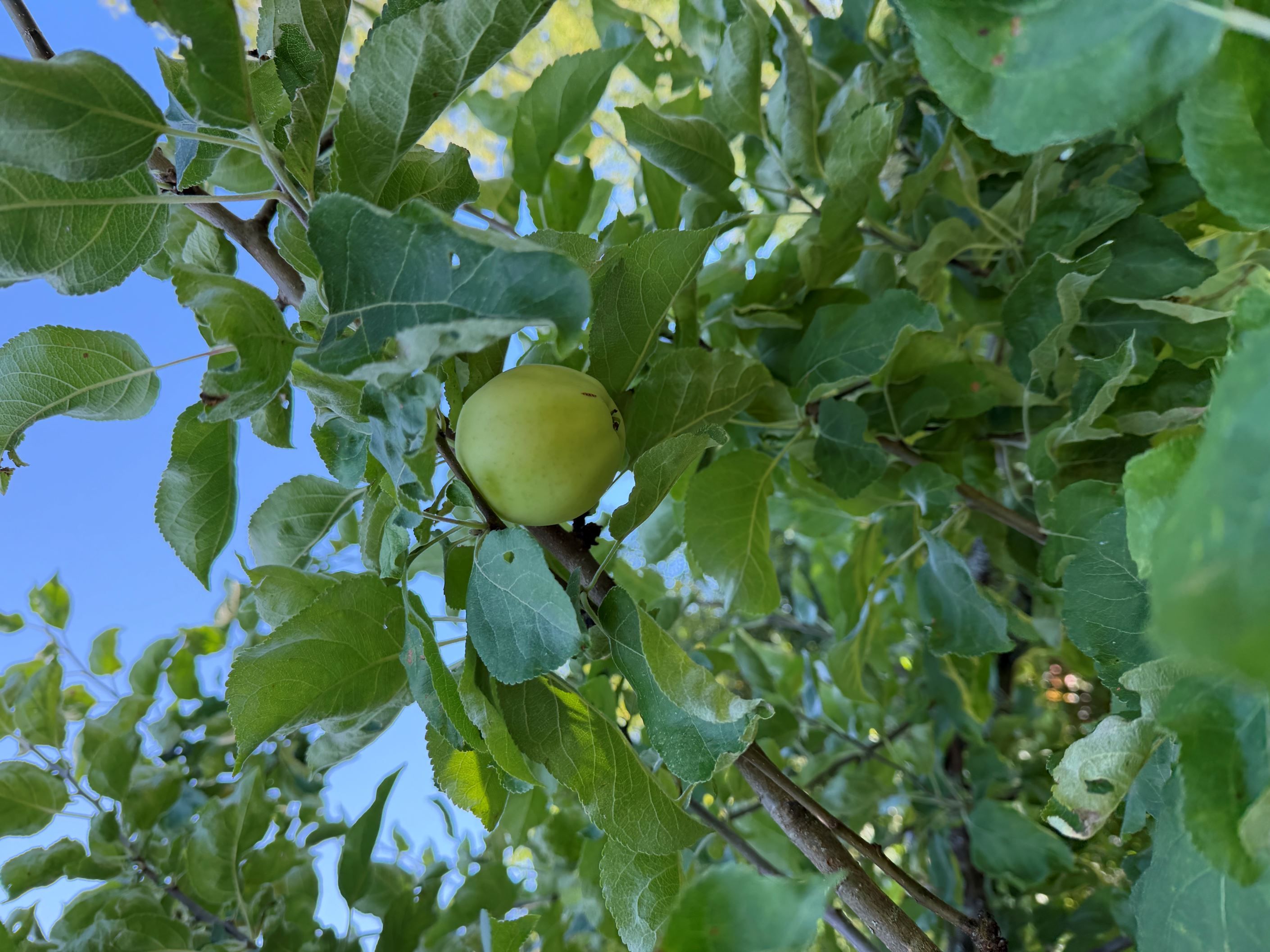 Gästhus