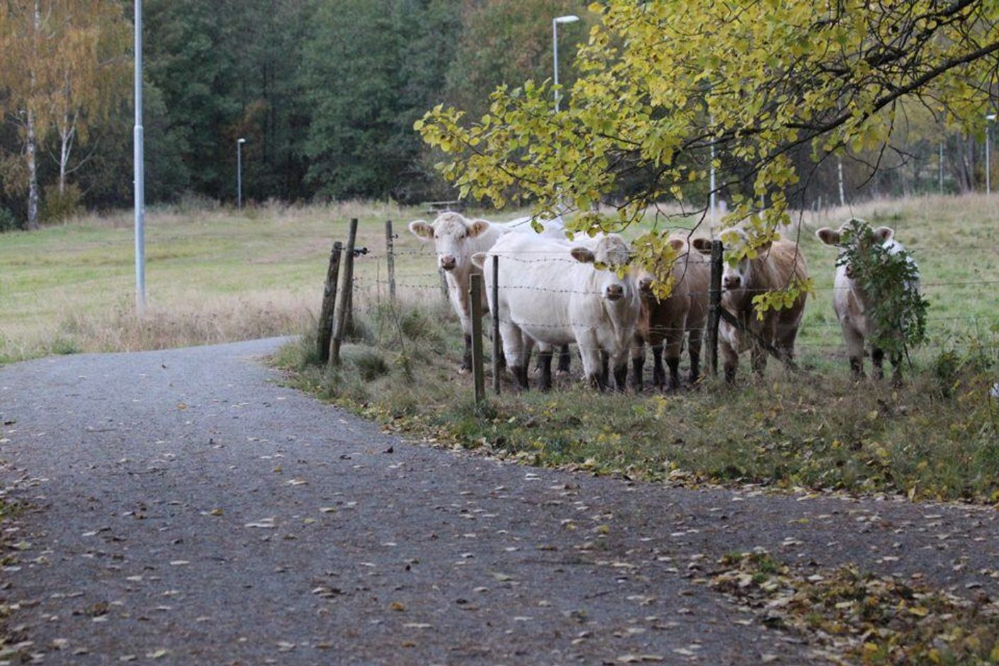 Åskådare motionsslinga