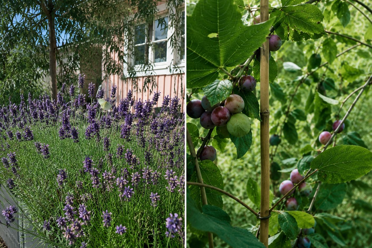 I trädgården finns bland annat ett plommonträd.