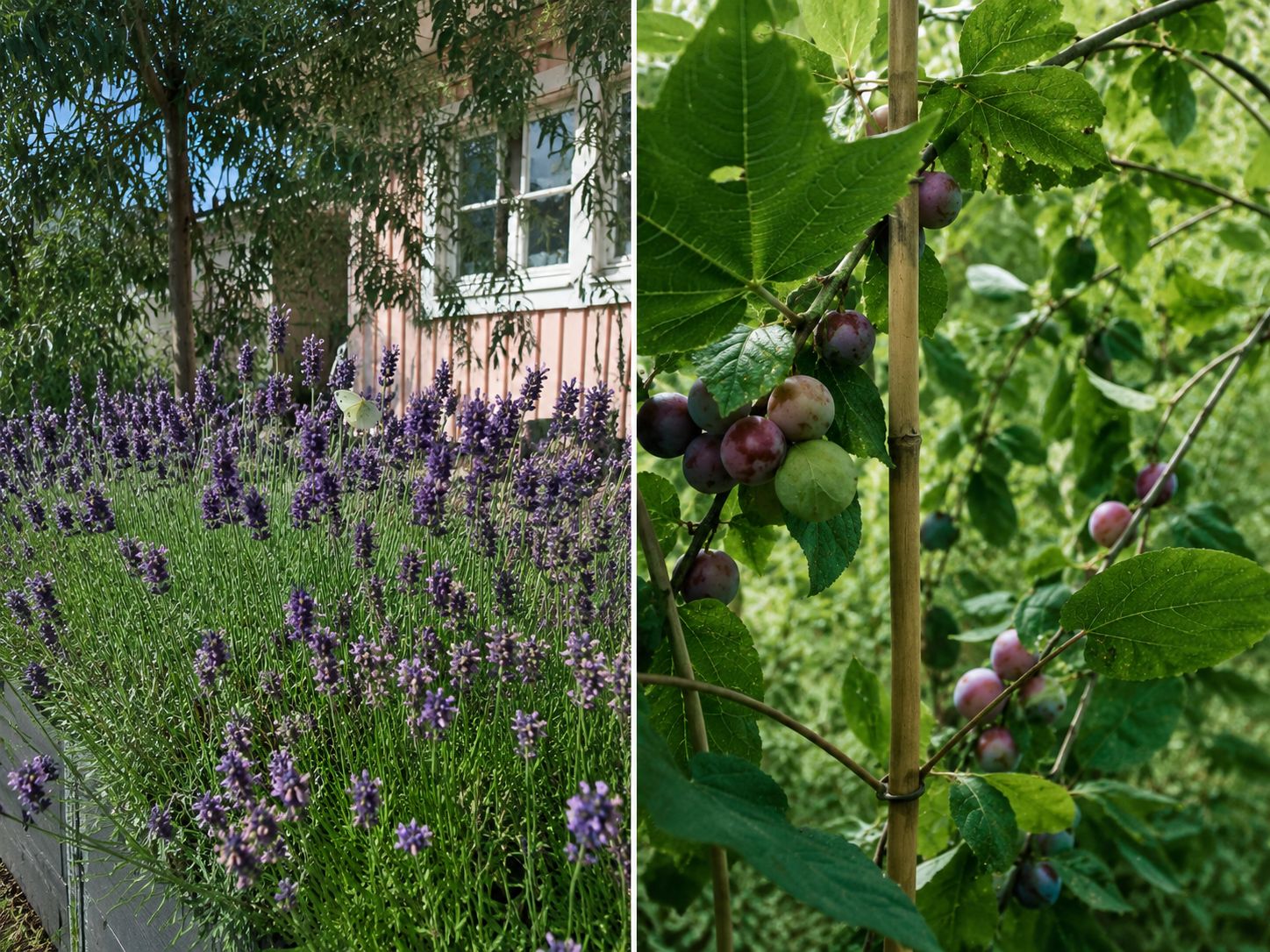 I trädgården finns bland annat ett plommonträd.