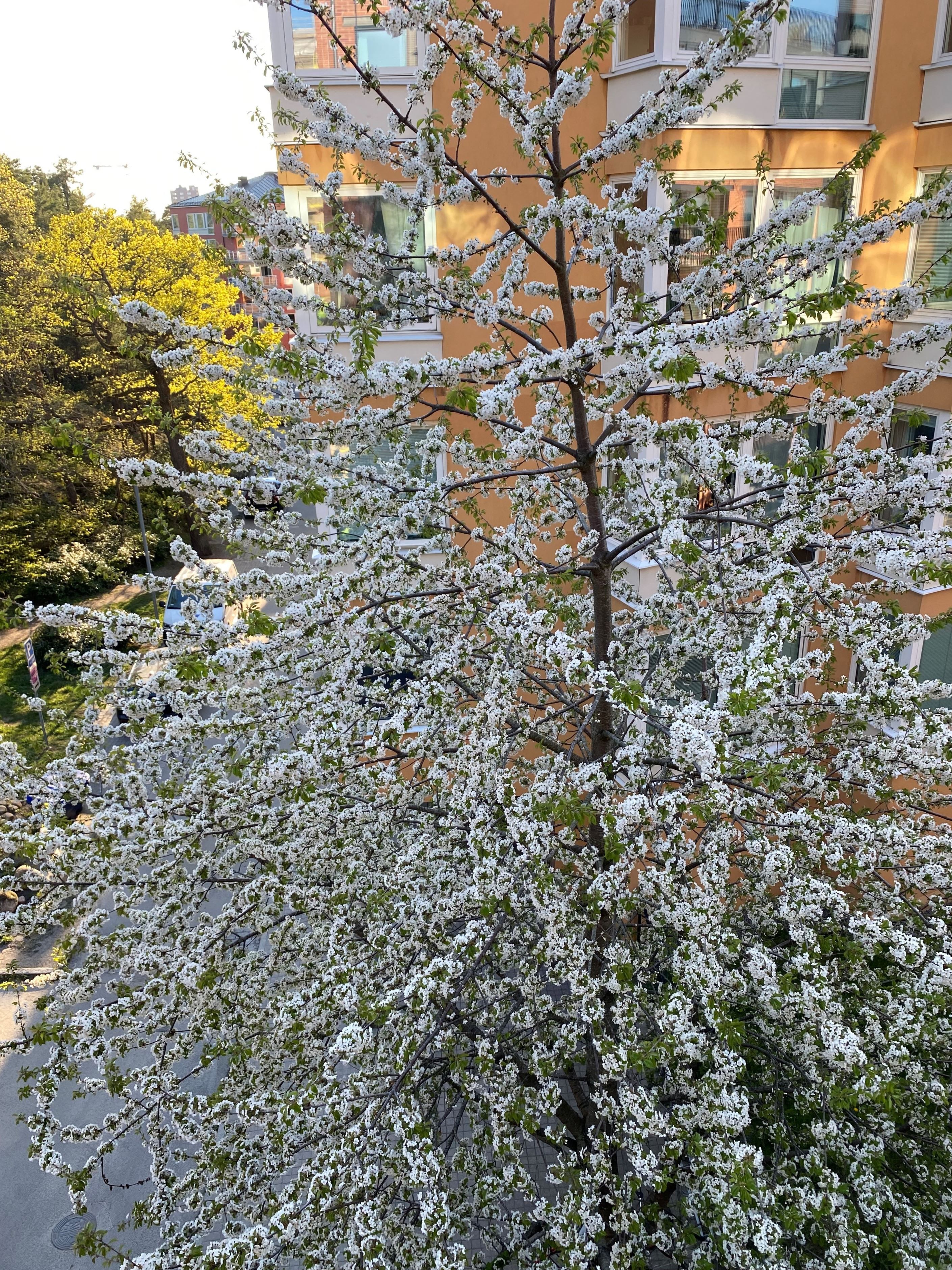 Säljarens egen bild