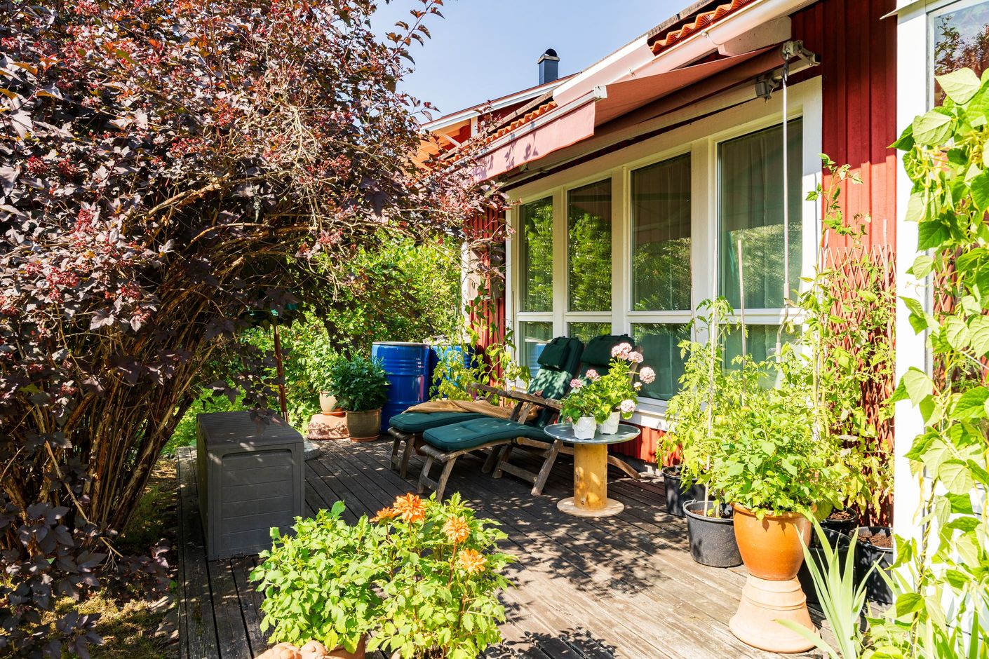 Trädgård
