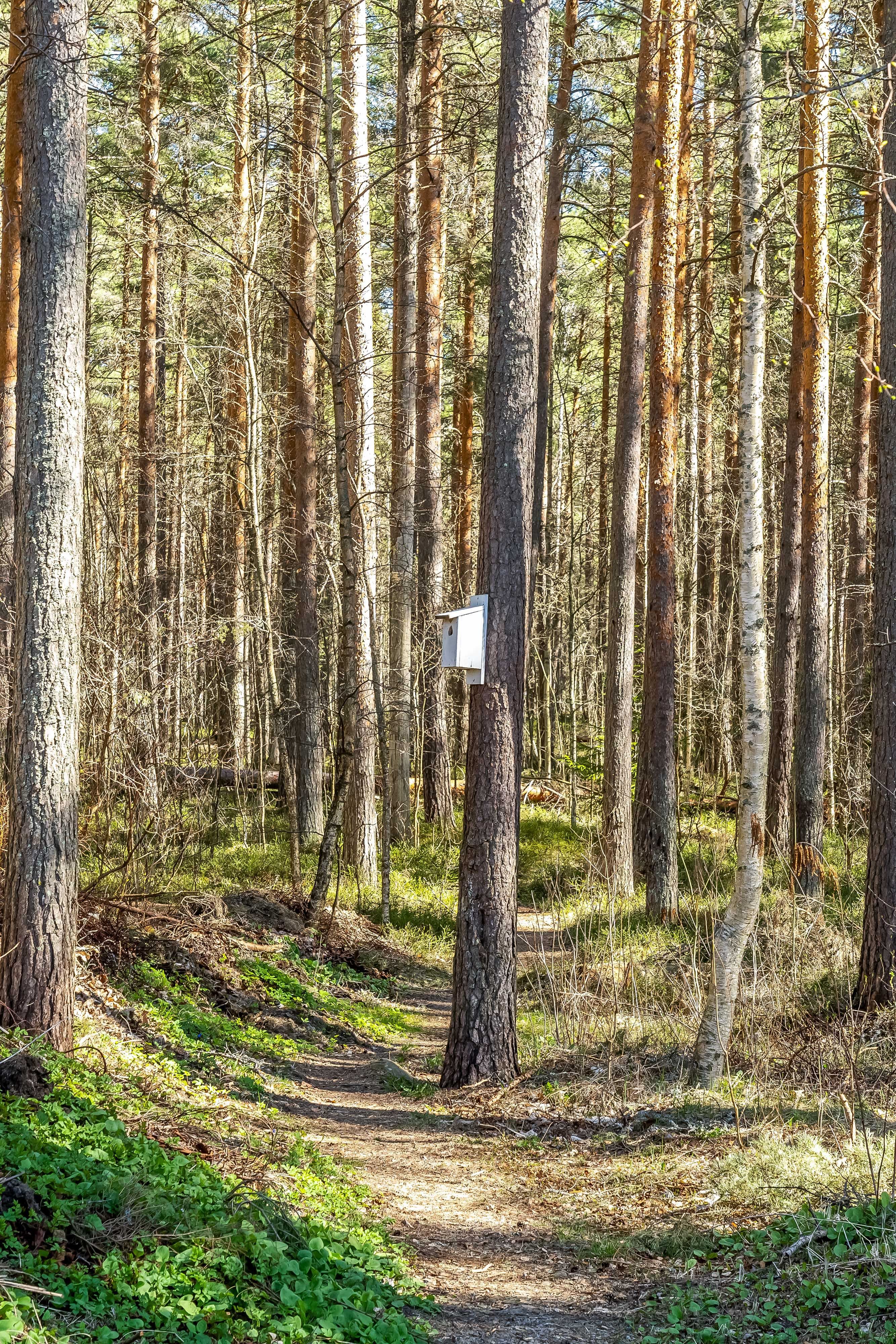 Skogen intill